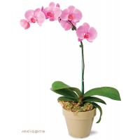 Горшечное растение  "Орхидея"